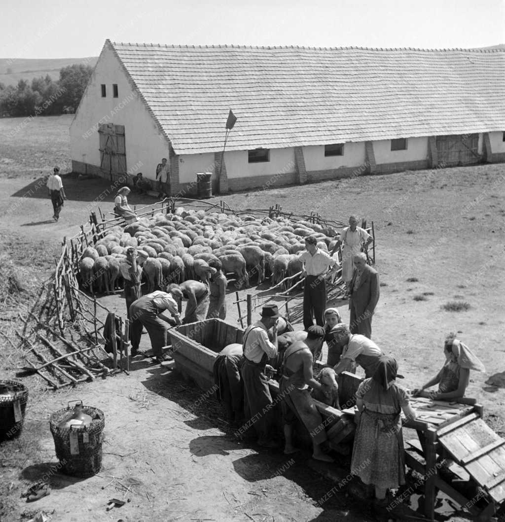 Mezőgazdaság - Állattenyésztés – Juhfürdetés