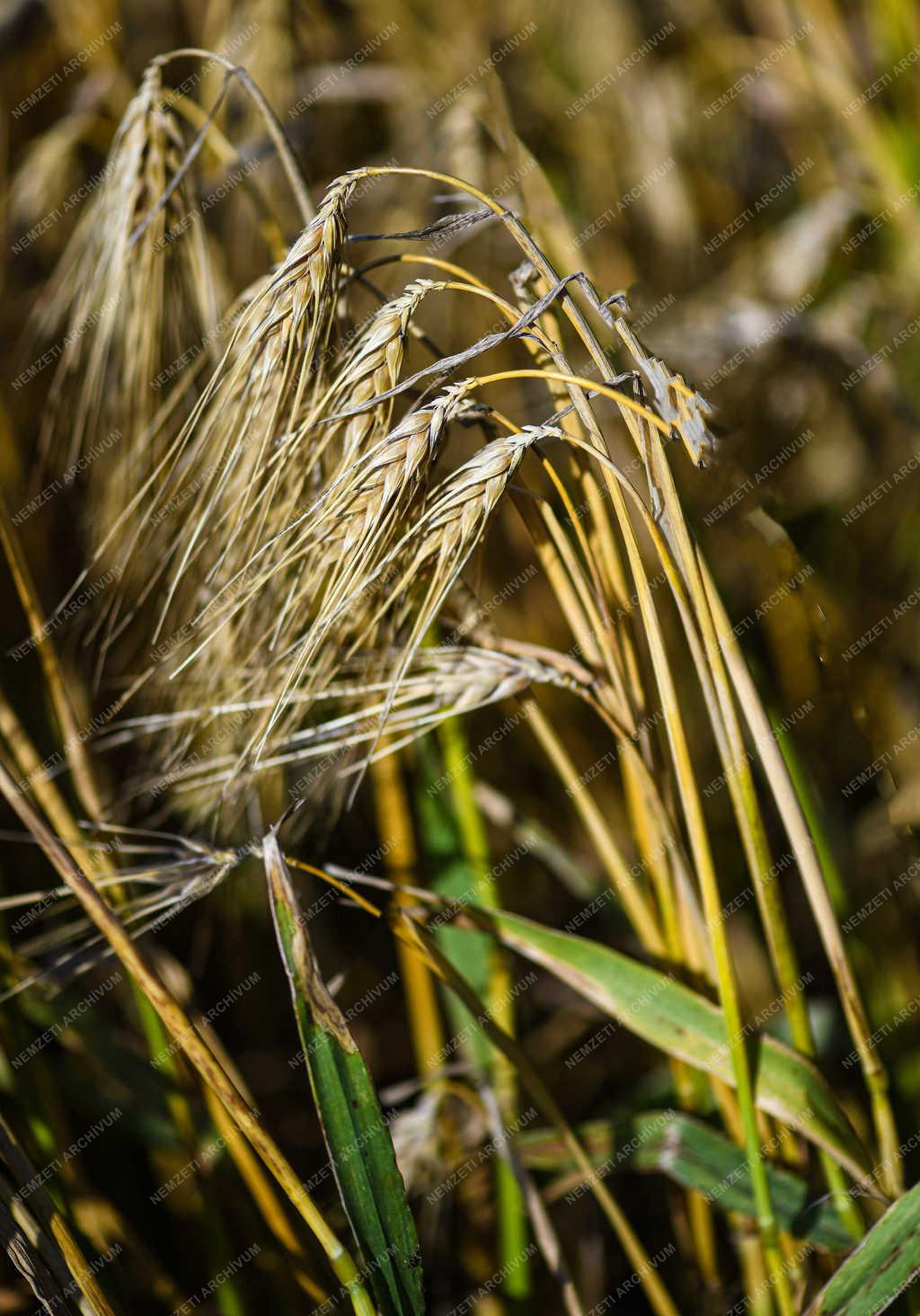 Mezőgazdaság - Debrecen - Beérett az őszi árpa