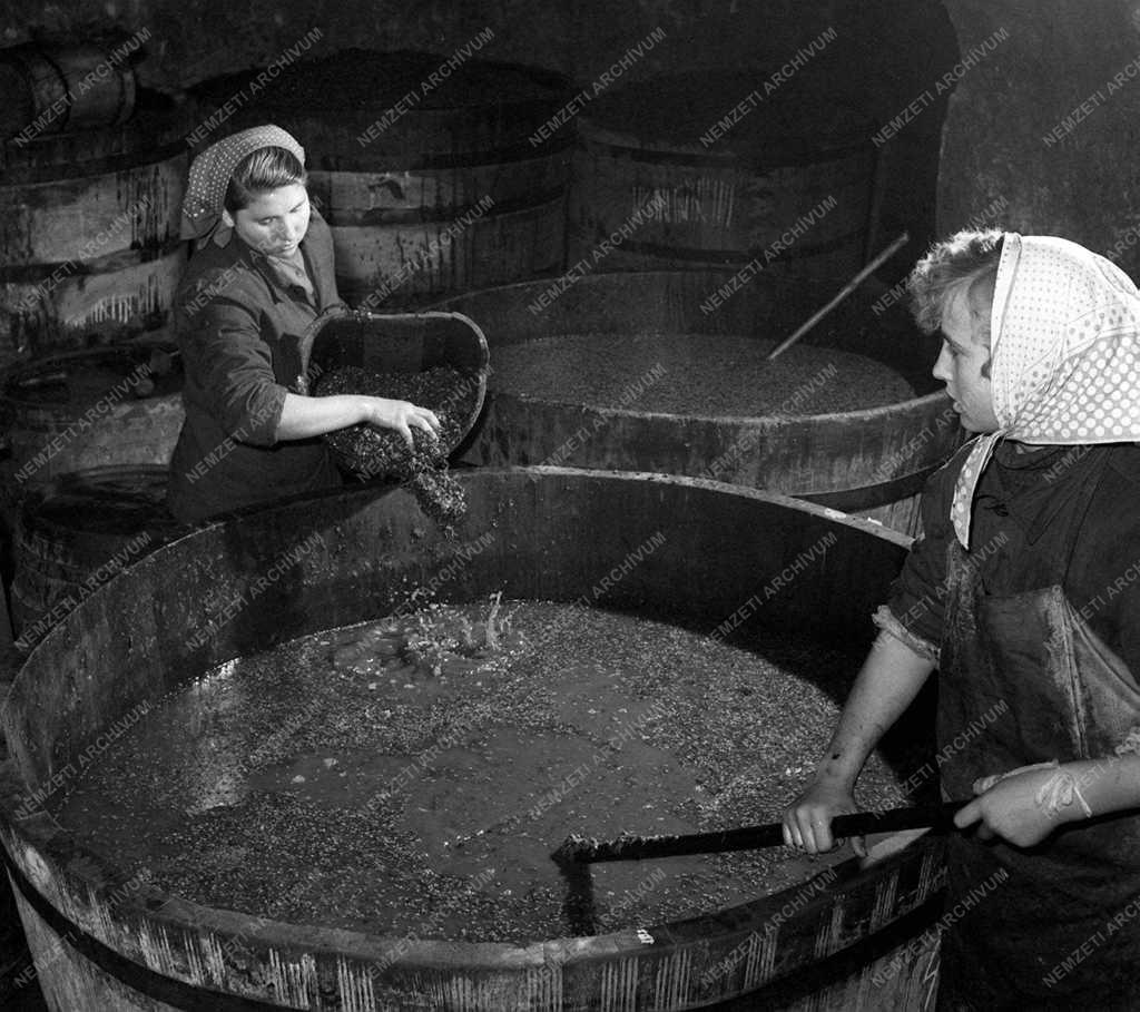 A szerző válogatása - Szüret Tokajhegyalján