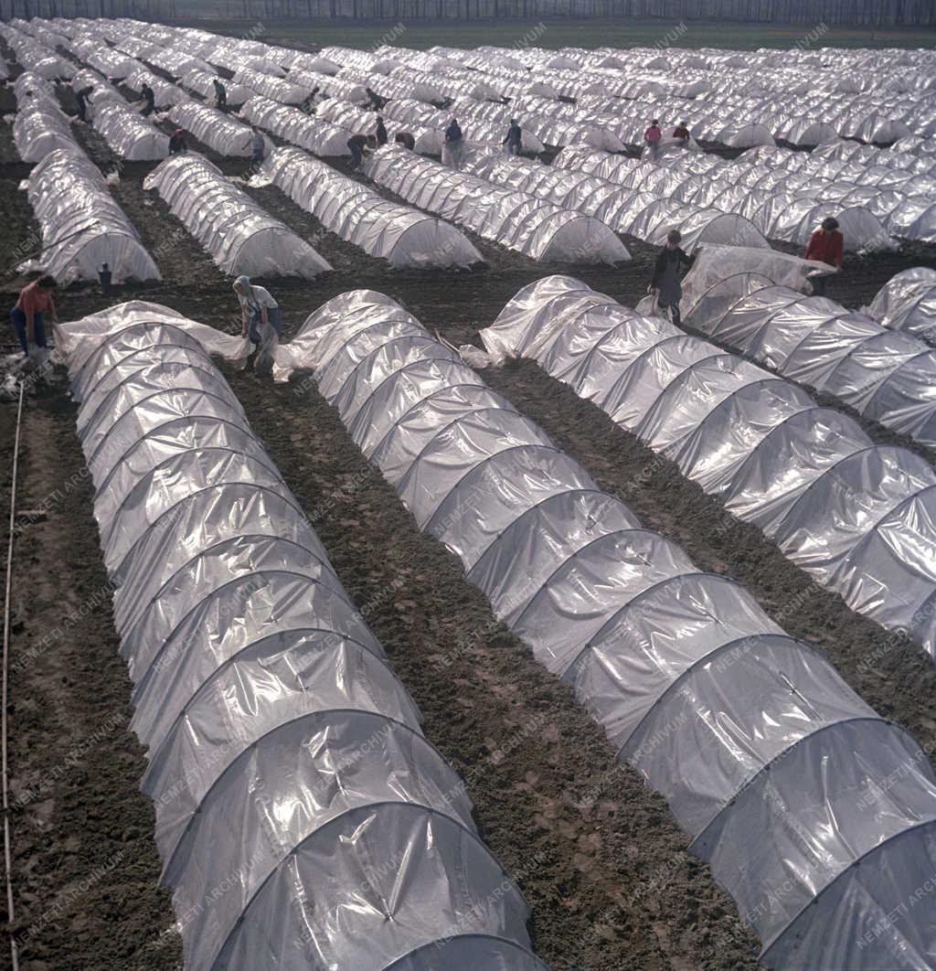 Mezőgazdaság - Fóliasátras termesztés a kertészetben
