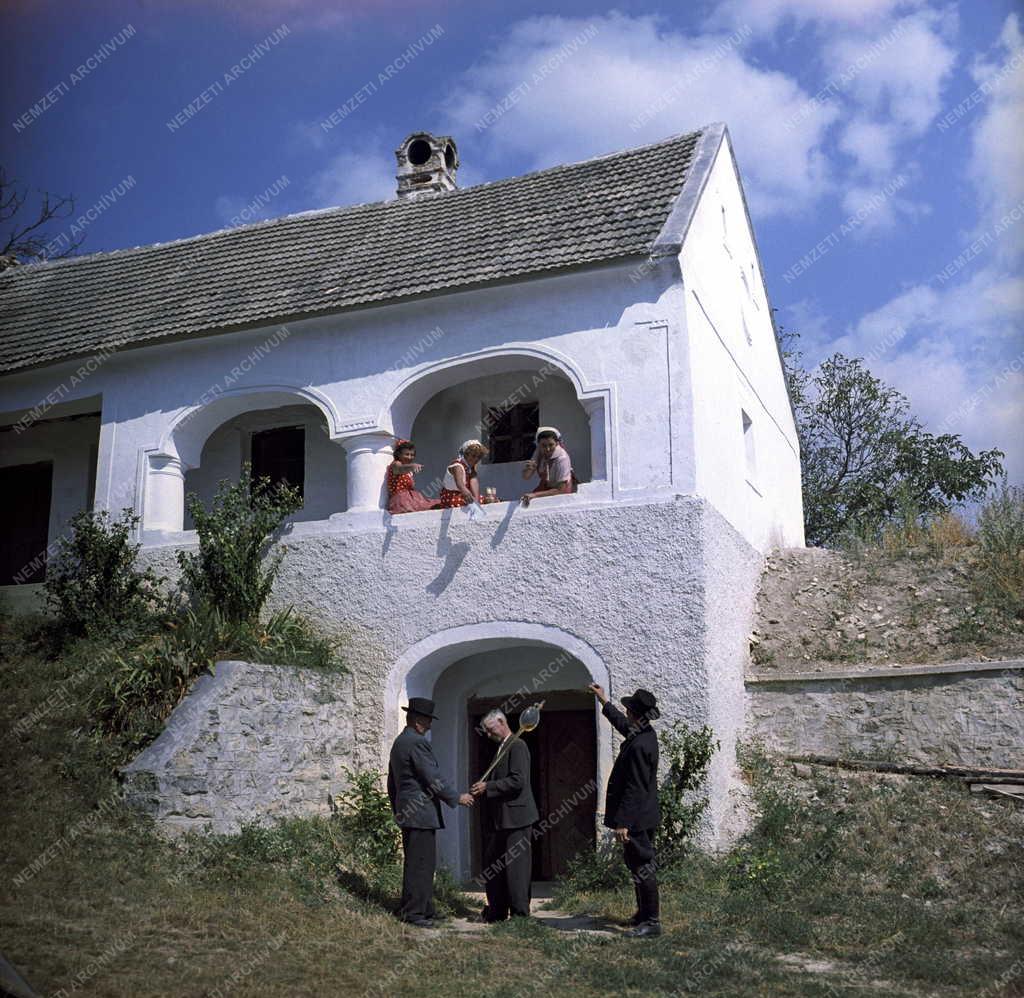 Mezőgazdaság - Borászat - Szüret