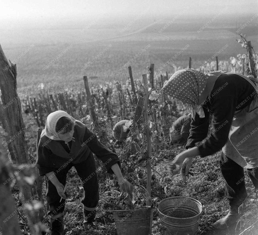 A szerző válogatása - Szüret Tokajhegyalján