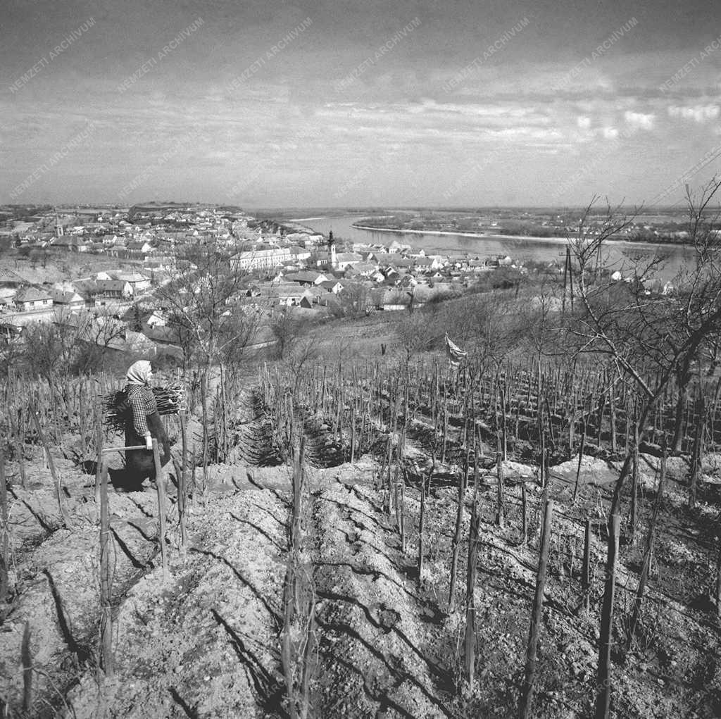 Dunaszekcső