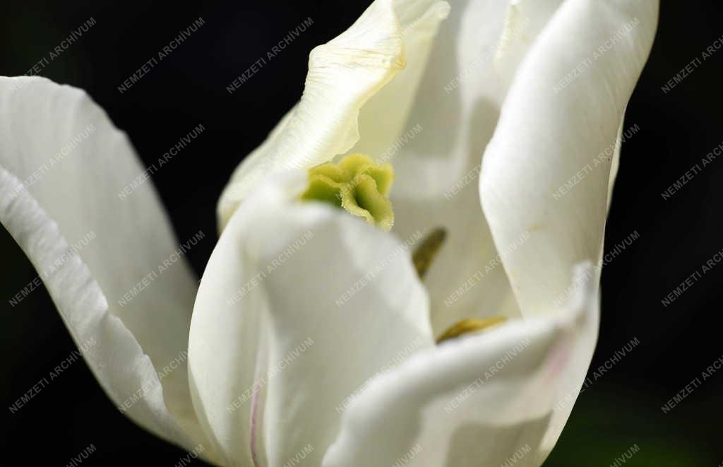 Természet - Virág - Tulipán