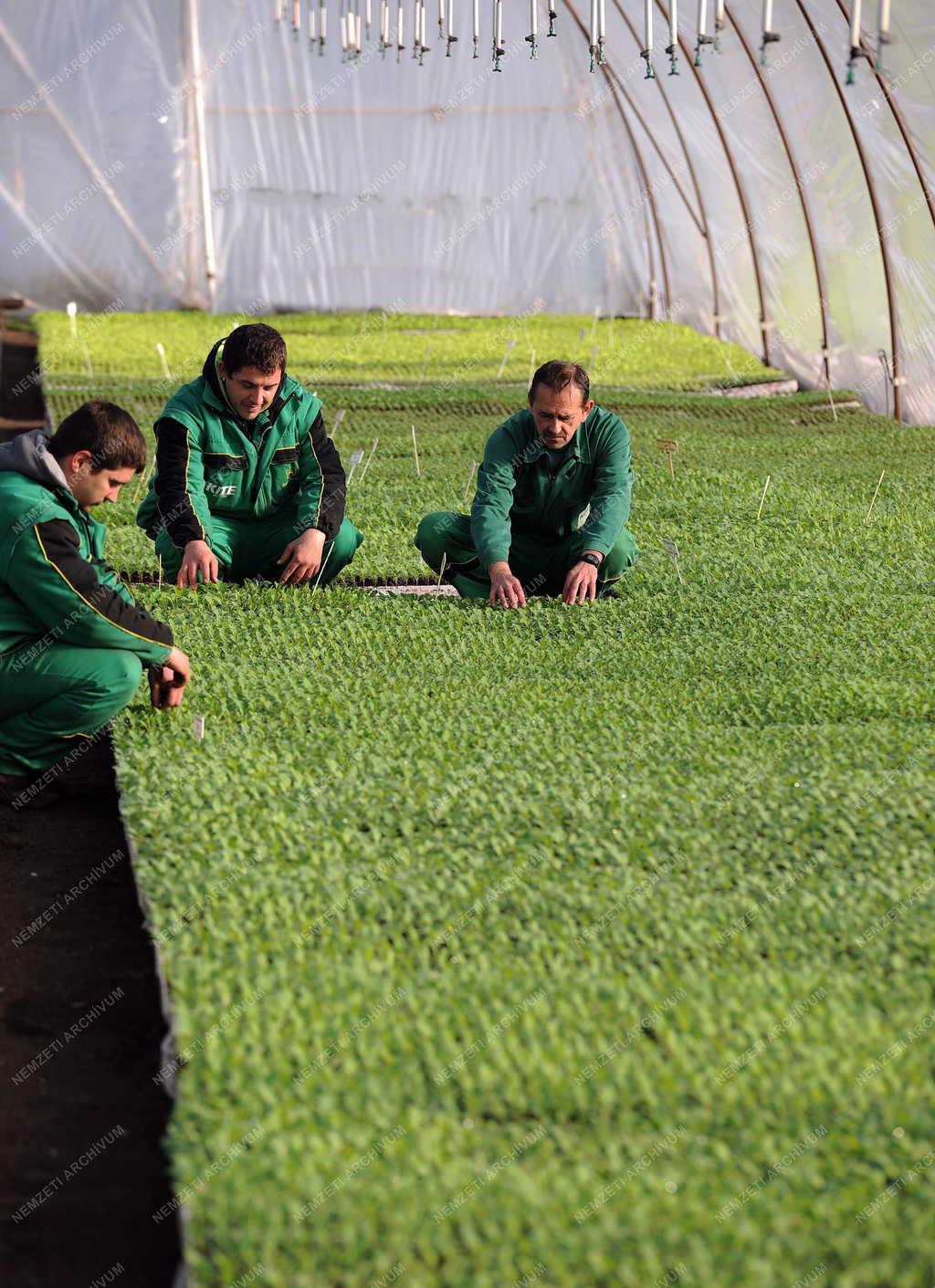 Mezőgazdaság - Derecske - Palántanevelés Derecskén