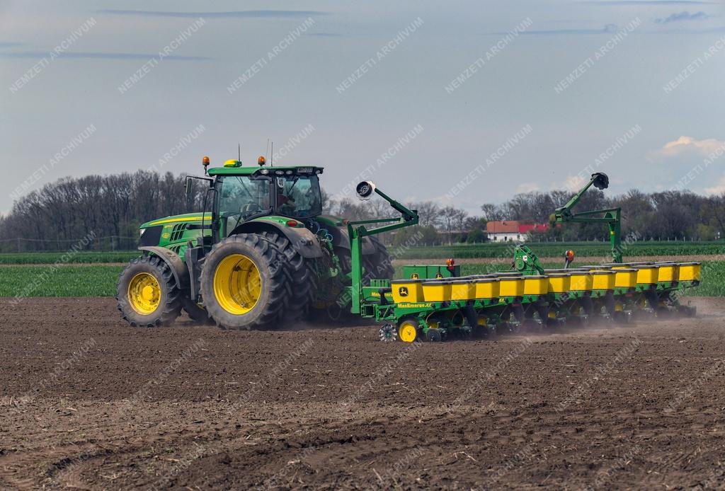 Mezőgazdaság - Kukorica vetése Ebes határában