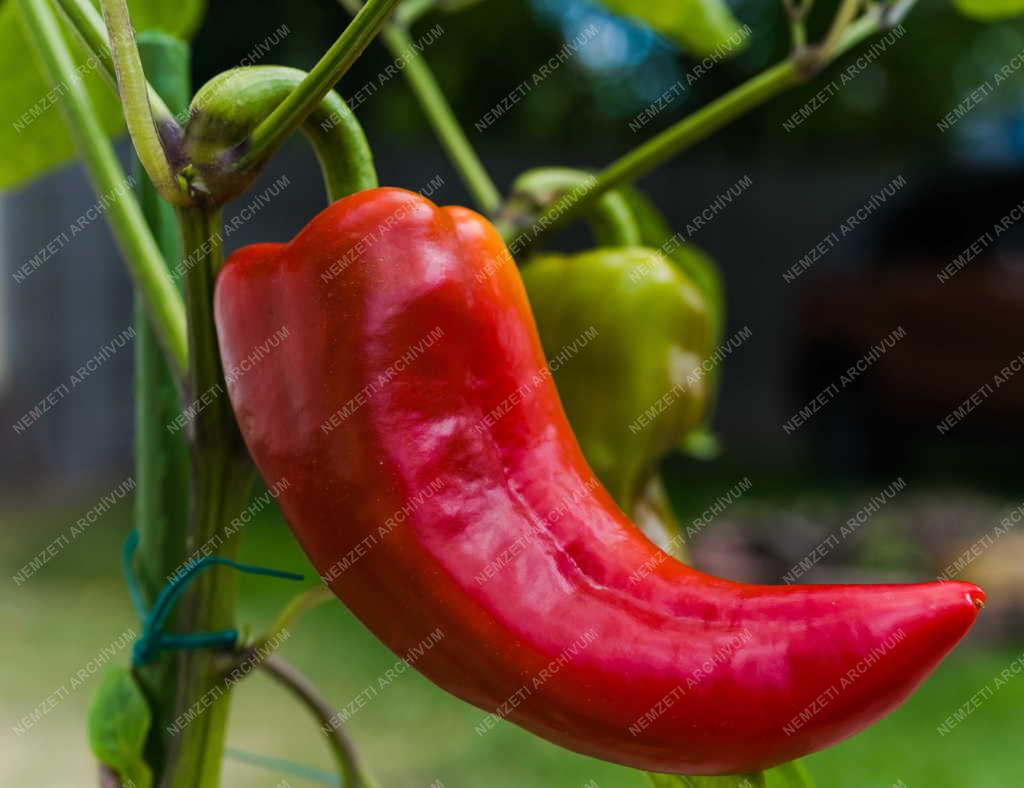 Mezőgazdaság - Kápia paprika