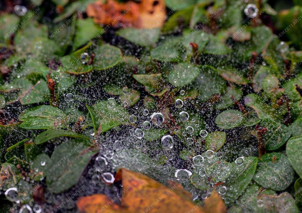 Természet - Őszi hangulat