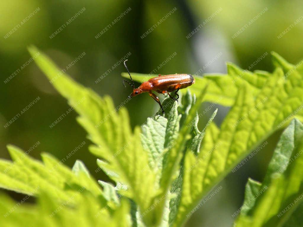 Természet - Budapest - Feketevégű lágybogár