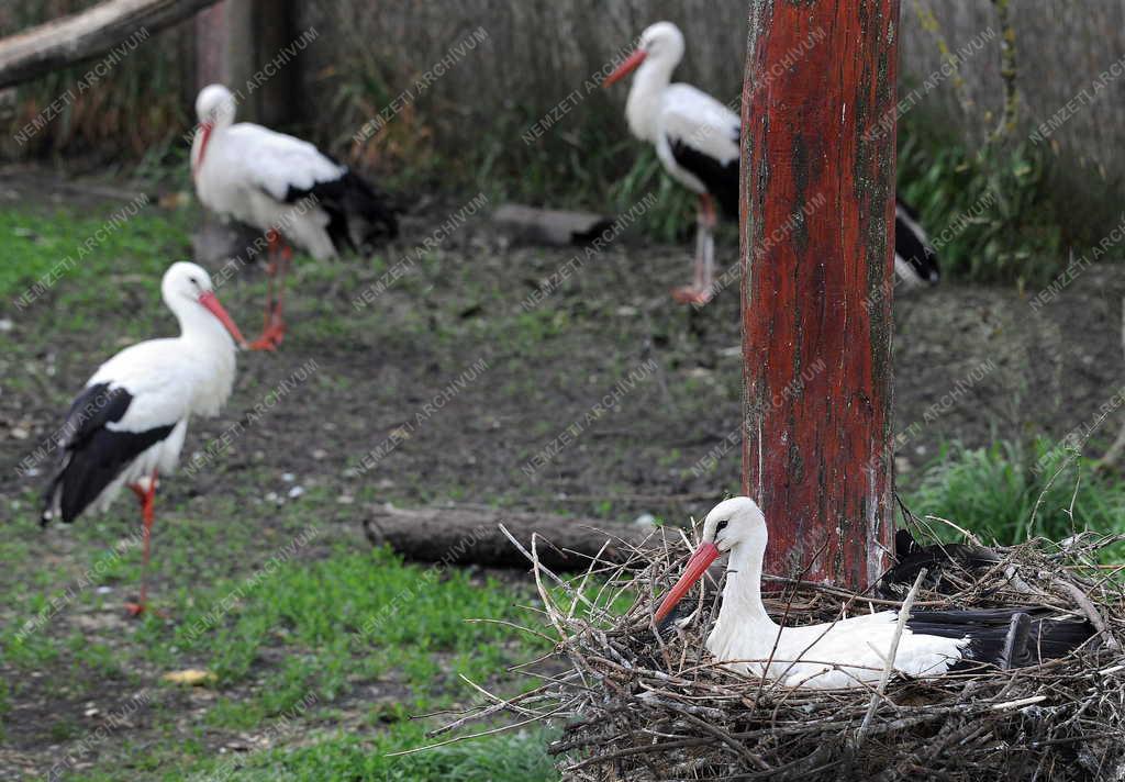 Állatvilág - Hortobágy - Gólyák a Hortobágyi Madárkórházban