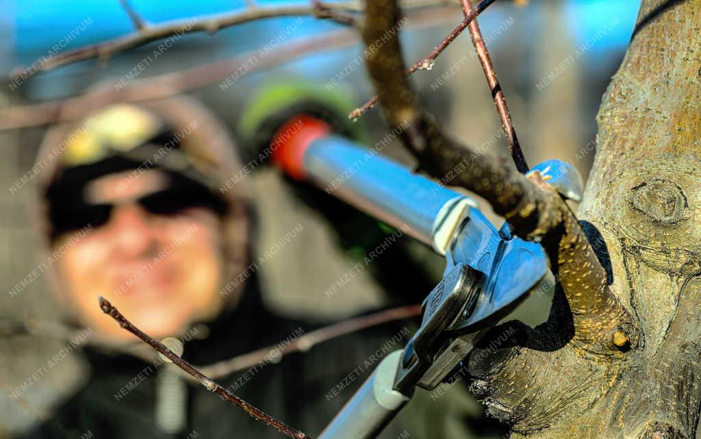 Mezőgazdaság - Metszik az almafákat Debrecen határában