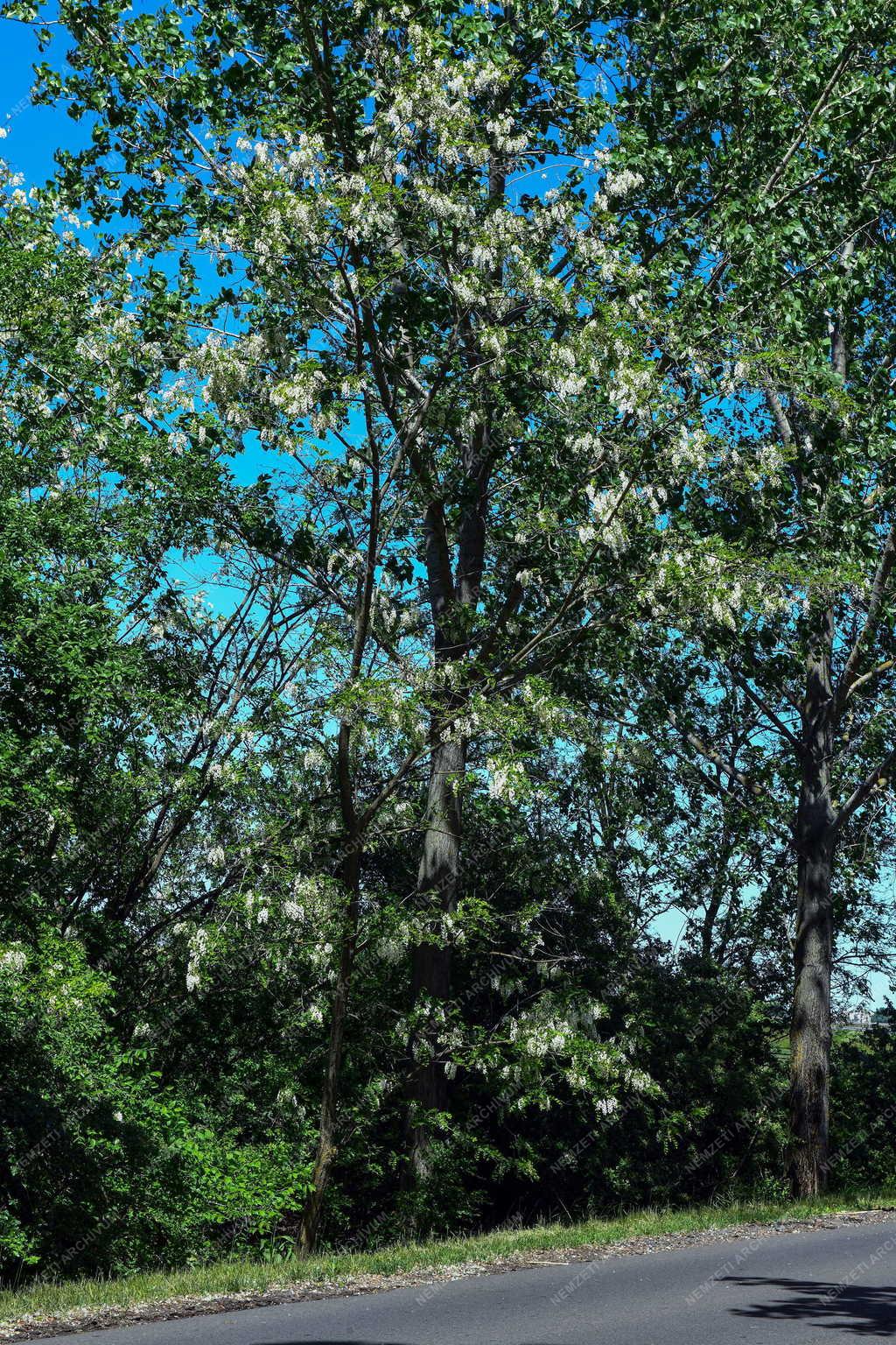 Természet - Akácvirágzás