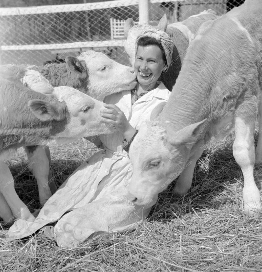 Mezőgazdaság - A Seregélyesi Állami Gazdaság