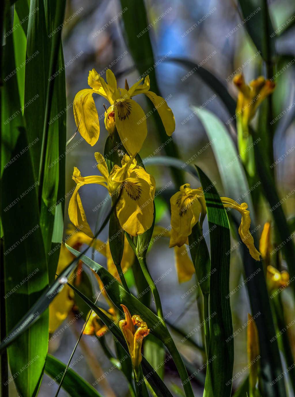 Természet - Debrecen - Vekeri-tó Erdőspusztán