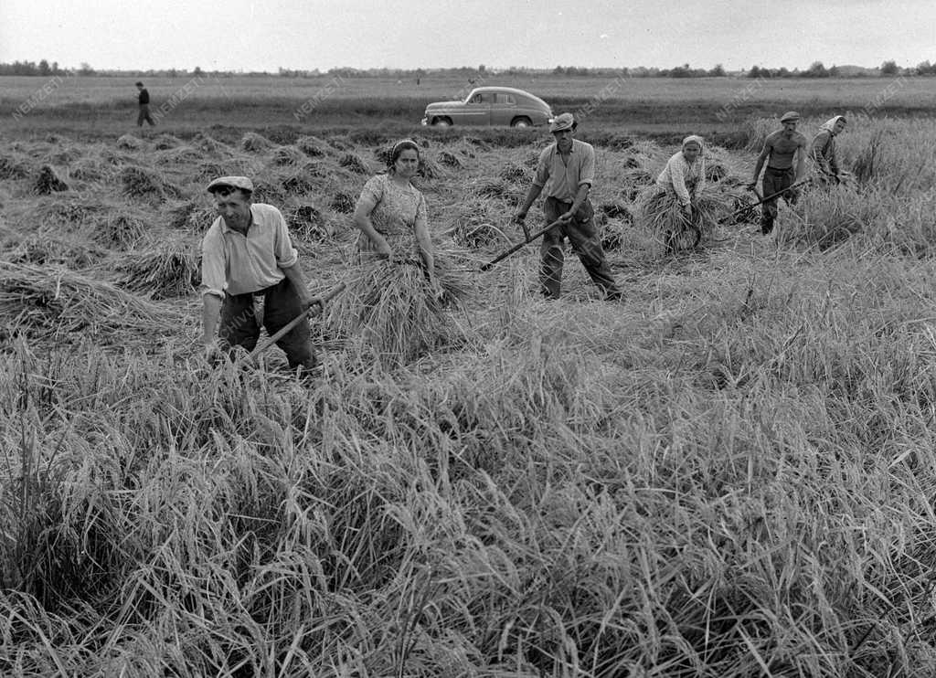 Mezőgazdaság - Rizsaratás 