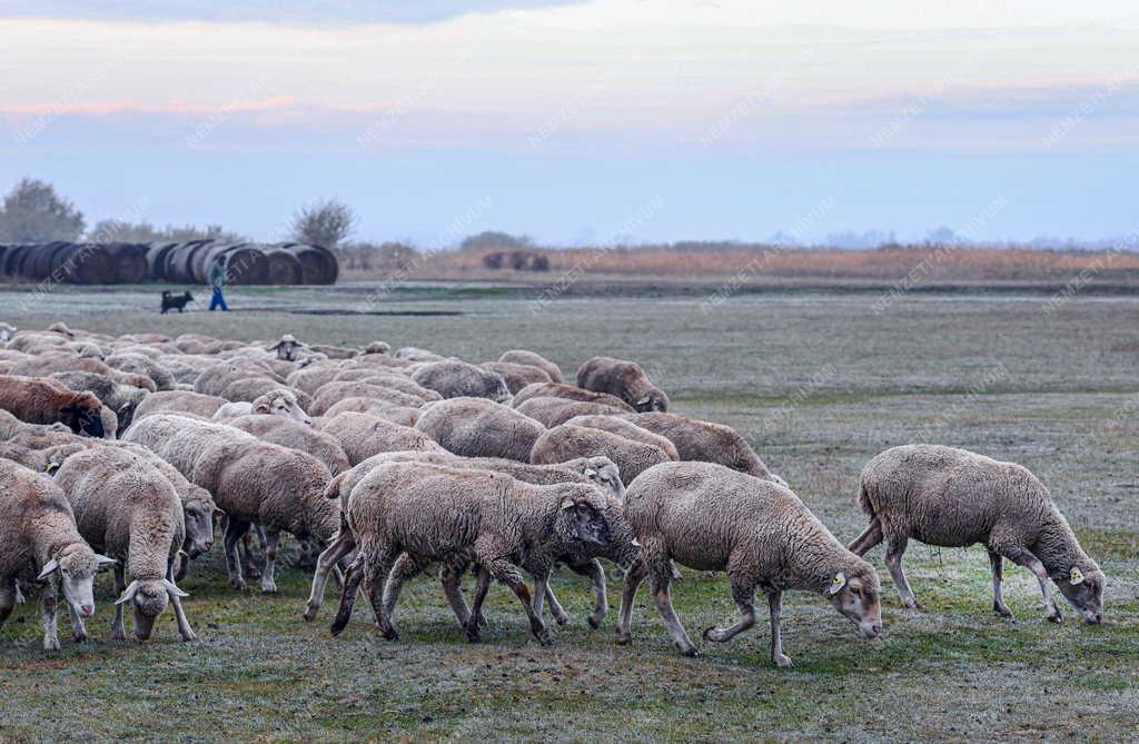Mezőgazdaság - Őszi legeltetés a Hortobágyon