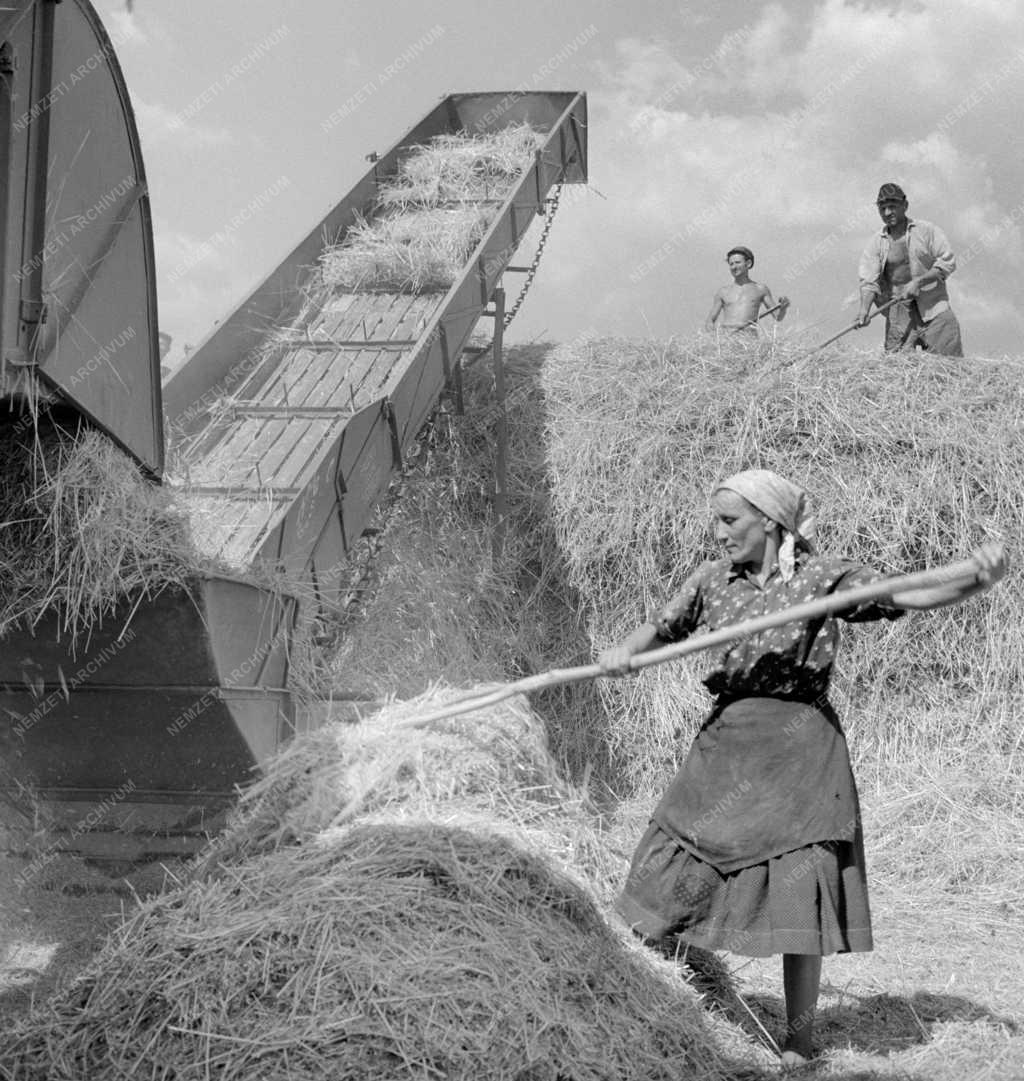 Mezőgazdaság - Aratnak, csépelnek a valkói Új Élet Tsz-ben