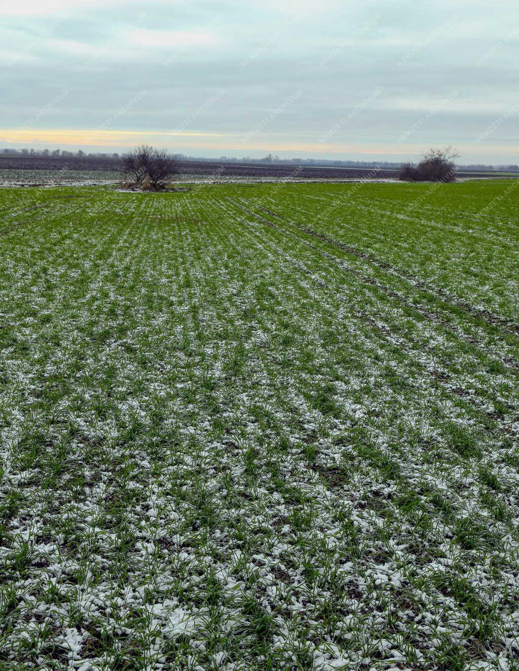 Mezőgazdaság - Telelő gabonák