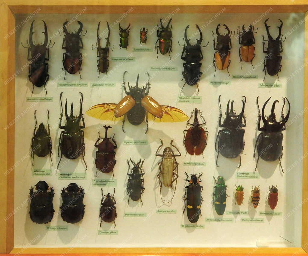 Gyöngyös - Múzeumbelső