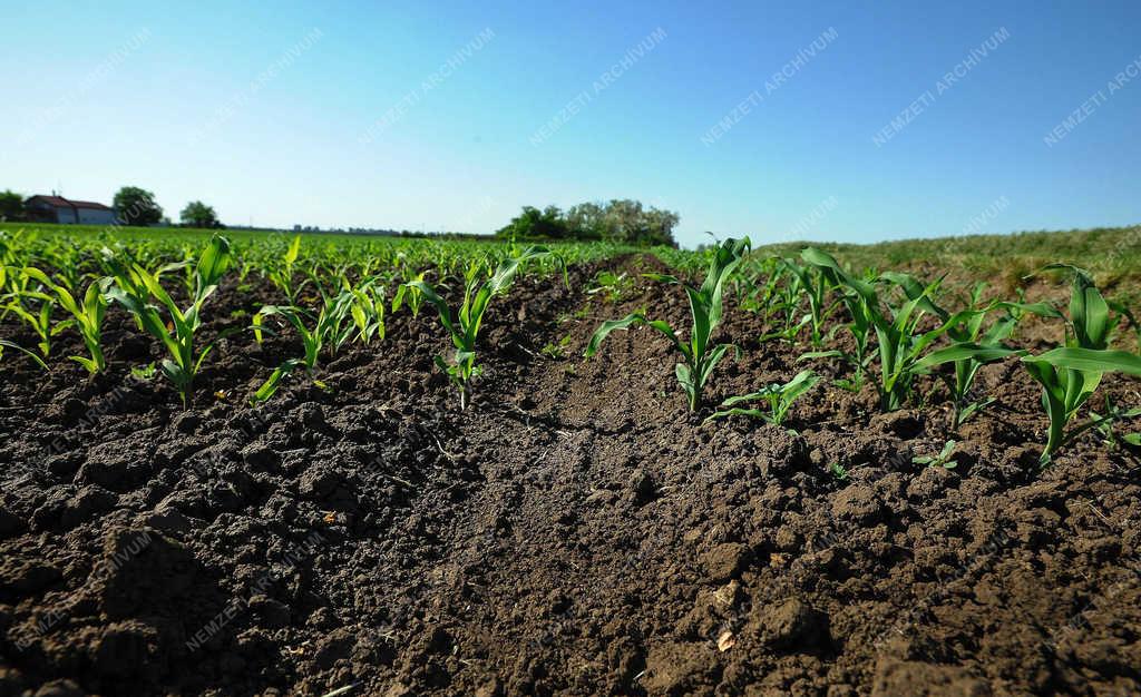 Mezőgazdaság - Hajdúszovát - Kukorica vetés