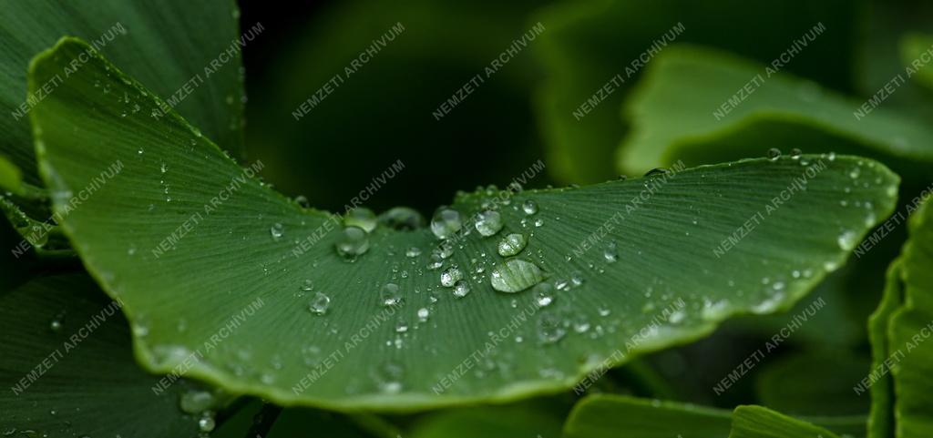 Természet - Időjárás - Esőcseppek a páfrányfenyő levelén