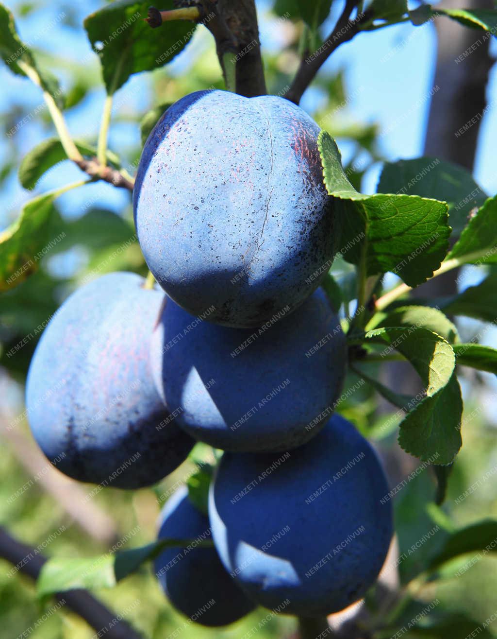 Gyümölcstermesztés - Debrecen - Szilva szüret