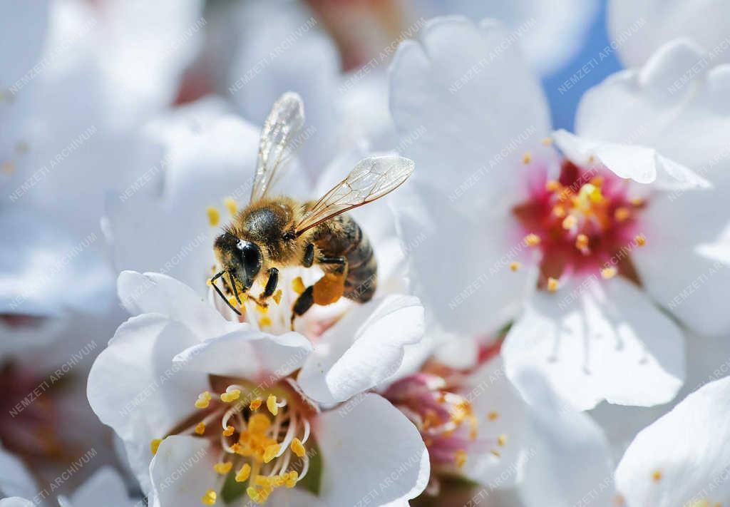 Természet - Debrecen - Virágzik a mandulafa