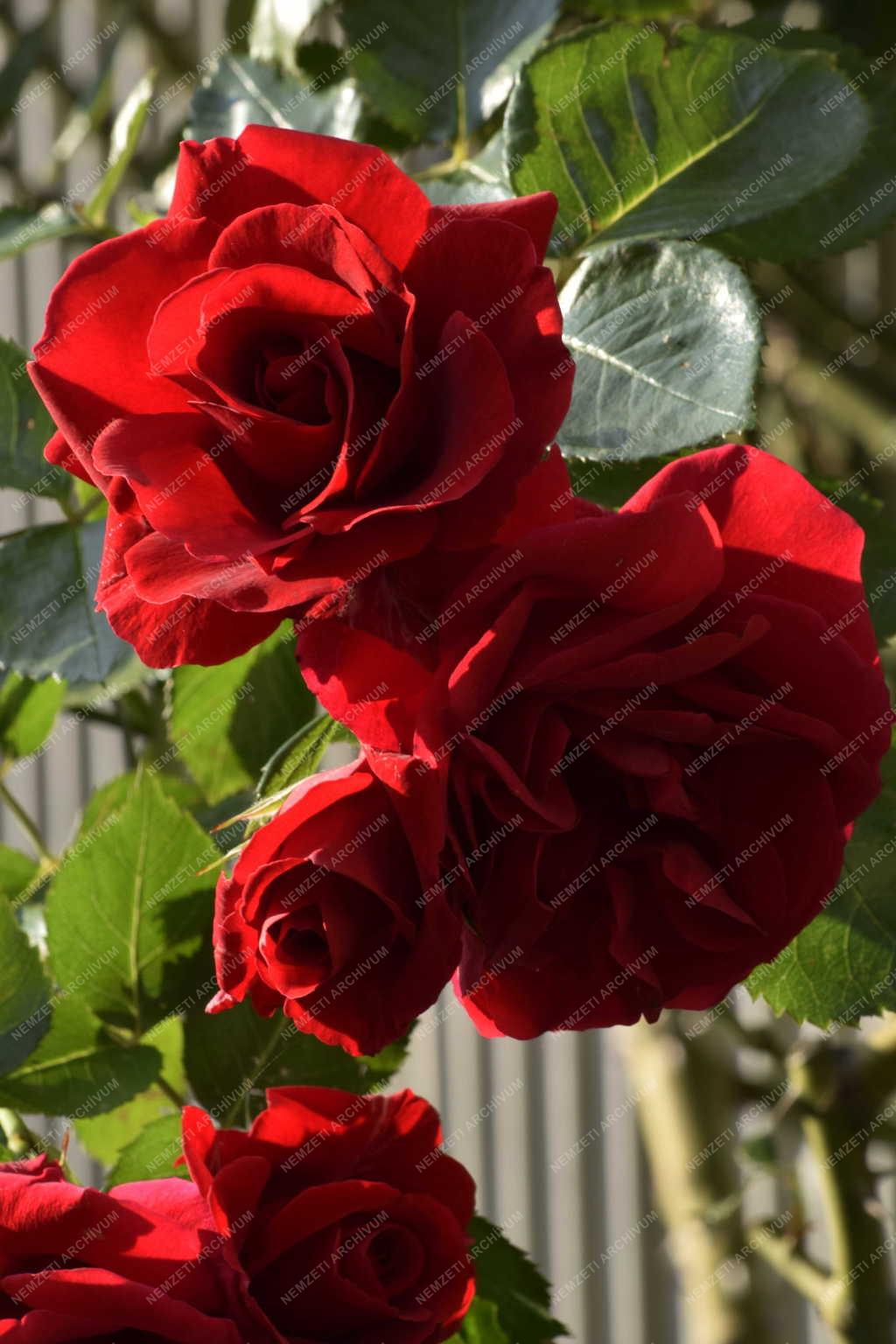 Természet – Növény - Futórózsa