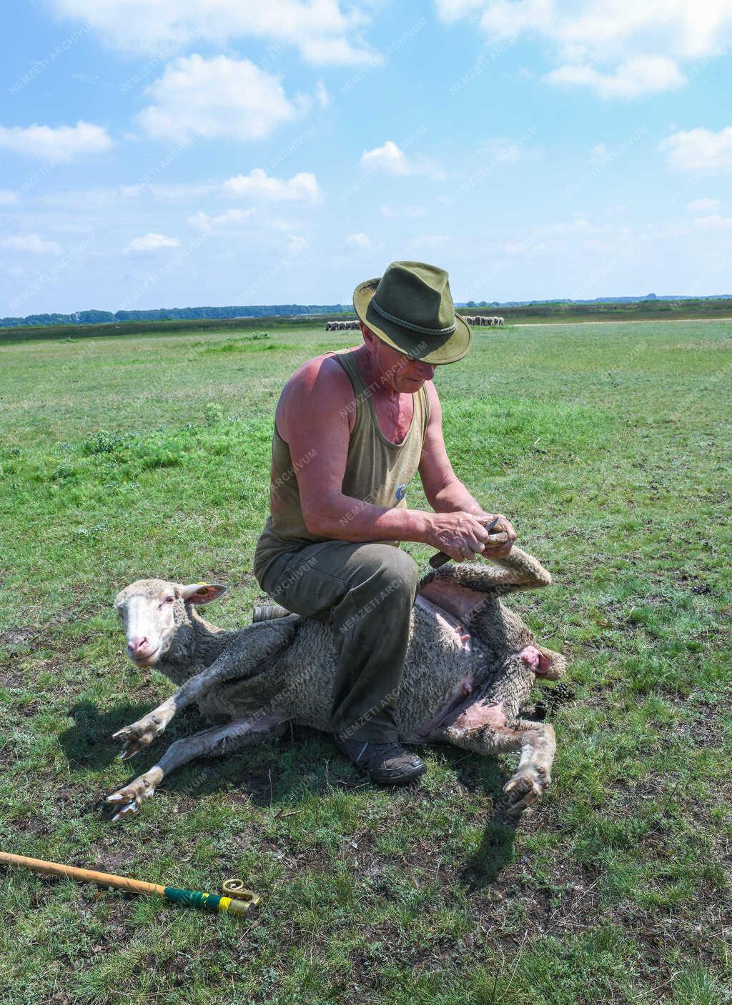 Mezőgazdaság - Hortobágy - Birkatartás