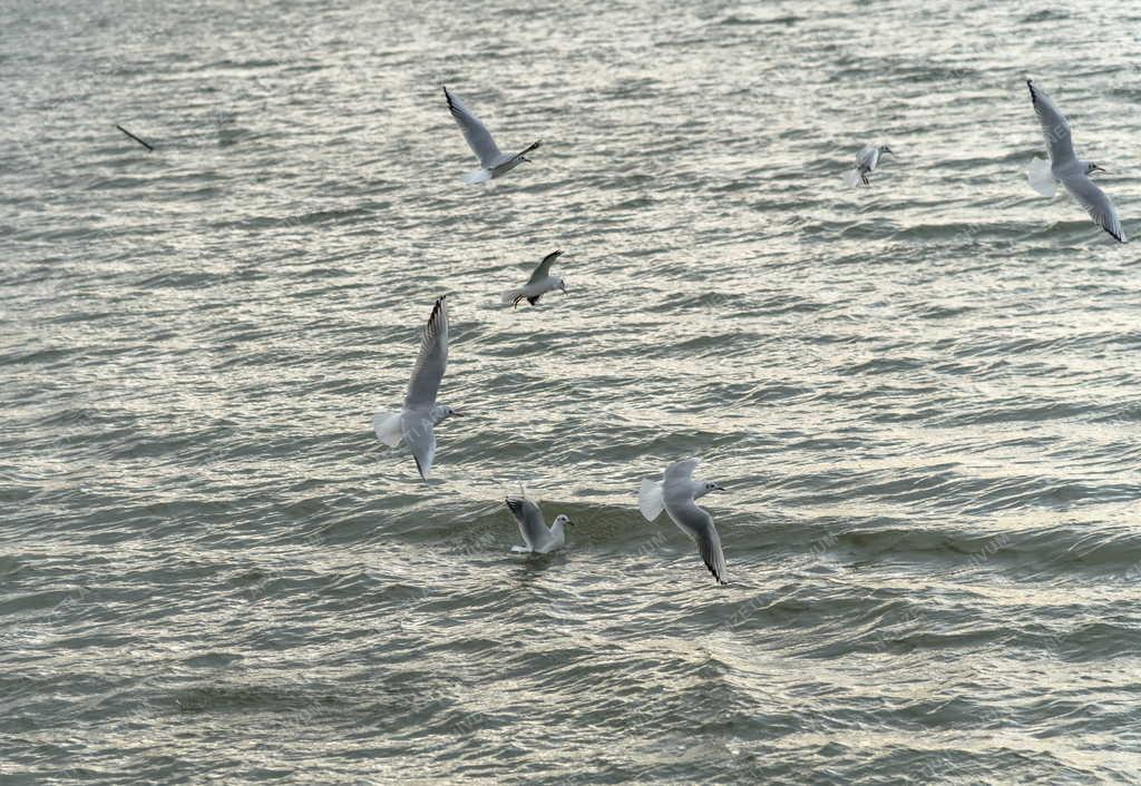 Tájkép - Velencei-tó