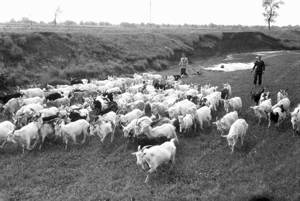 Gazdaság - Kecskék legeltetése Gyöngyöshalászon