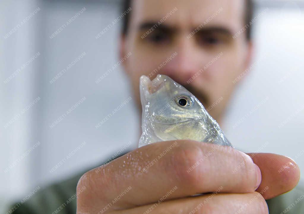 Tudomány - Debrecen - Lerövidített pontytenyésztés