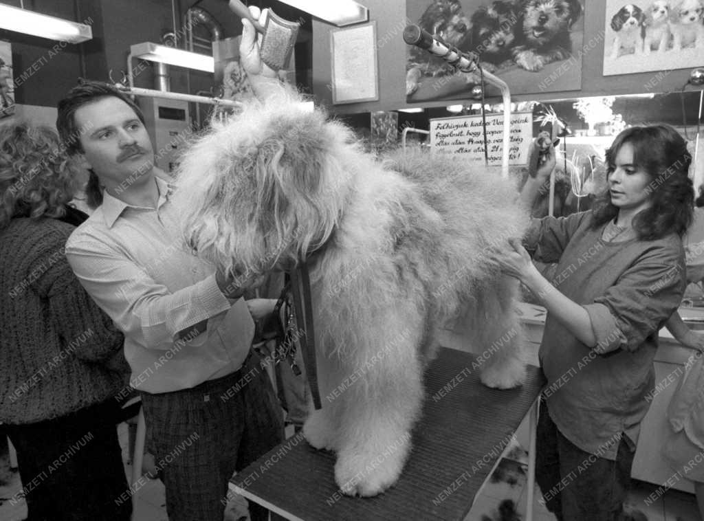 Oktatás - Szakmai képzés - Kutyakozmetikus tanfolyam