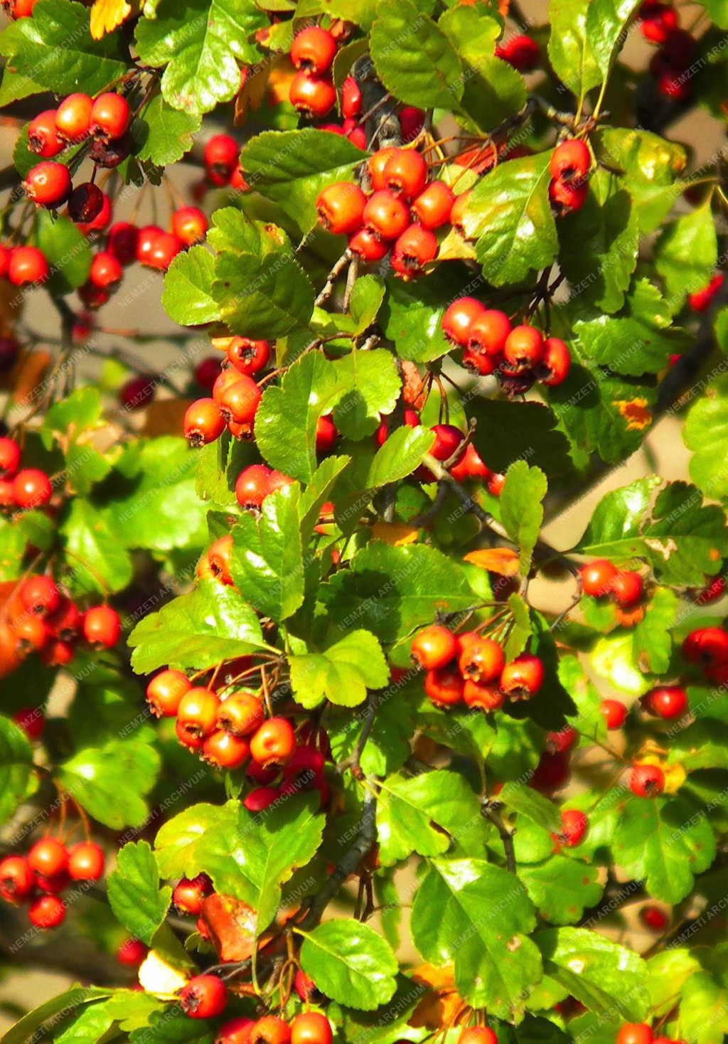 Növényvilág - Cserje - Galagonya