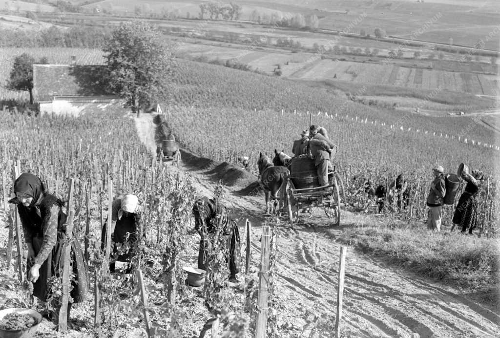 Villánykövesdi szüret