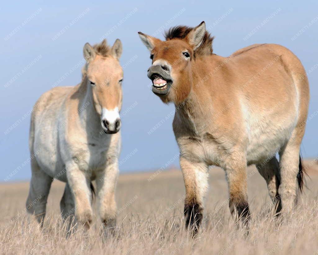 Állattenyésztés - Przewalski-lovak a Hortobágyi Nemzeti Park