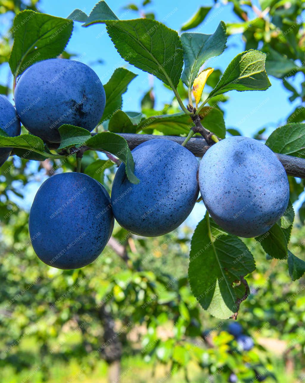 Gyümölcstermesztés - Debrecen - Szilva szüret