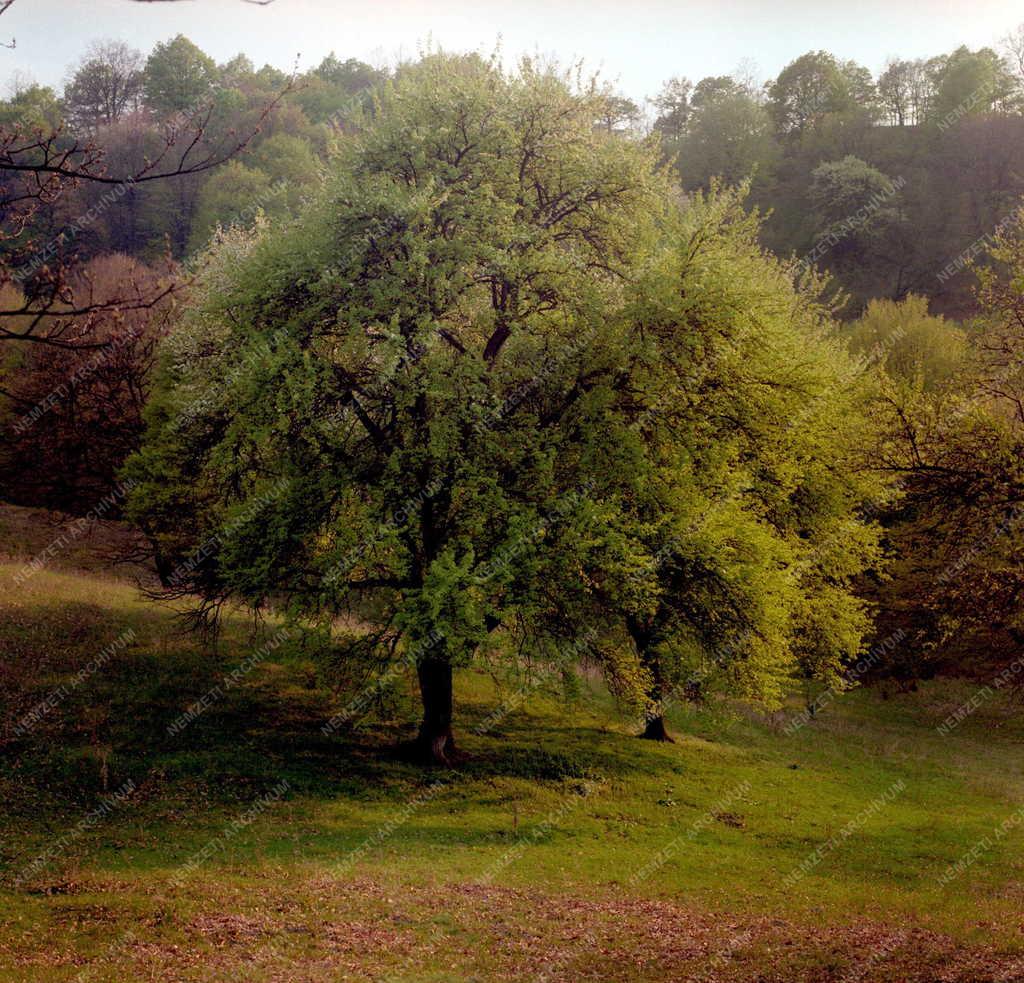 Természet - Tavasz Hollókőn