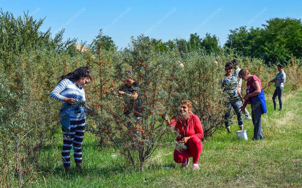 Mezőgazdaság - Szüretelik a homoktövist Tetétlenben