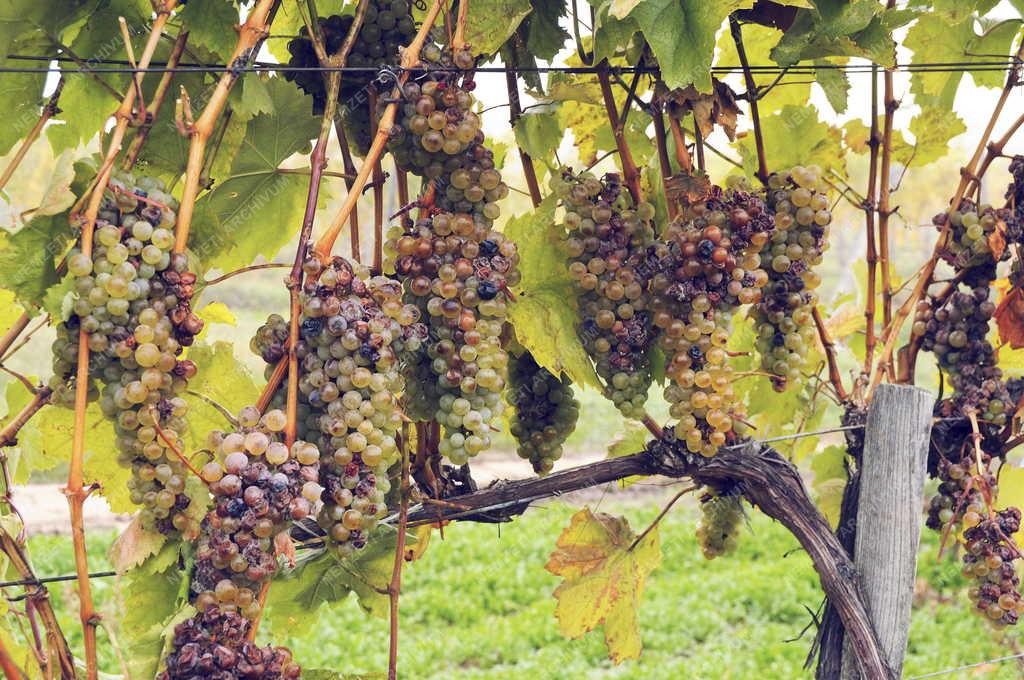 Mezőgazdaság - Bodrogkisfalud - Szőlőültetvény