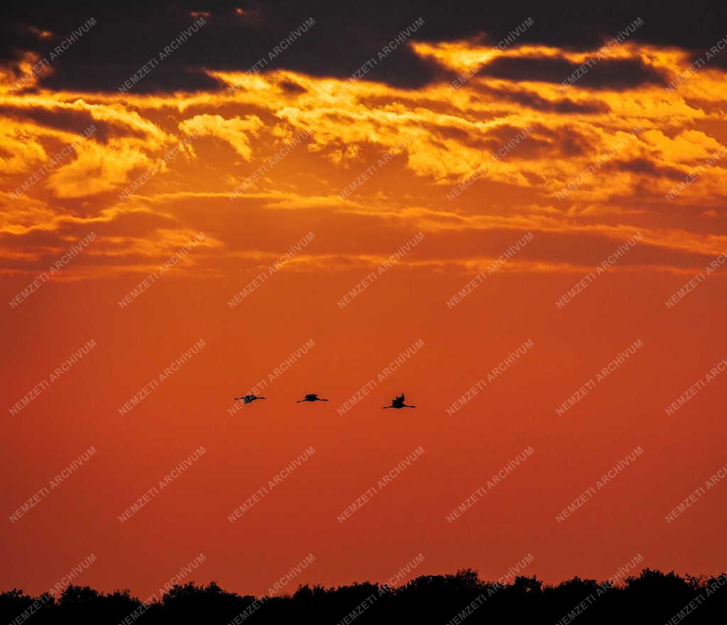 Természet - Hortobágy - Darvak vonulása 