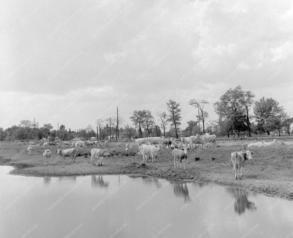 Mezőgazdaság - Delelő tehenek