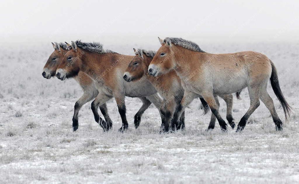 Állatvilág - Hortobágy - Przewalski-lovak a Hortobágyon