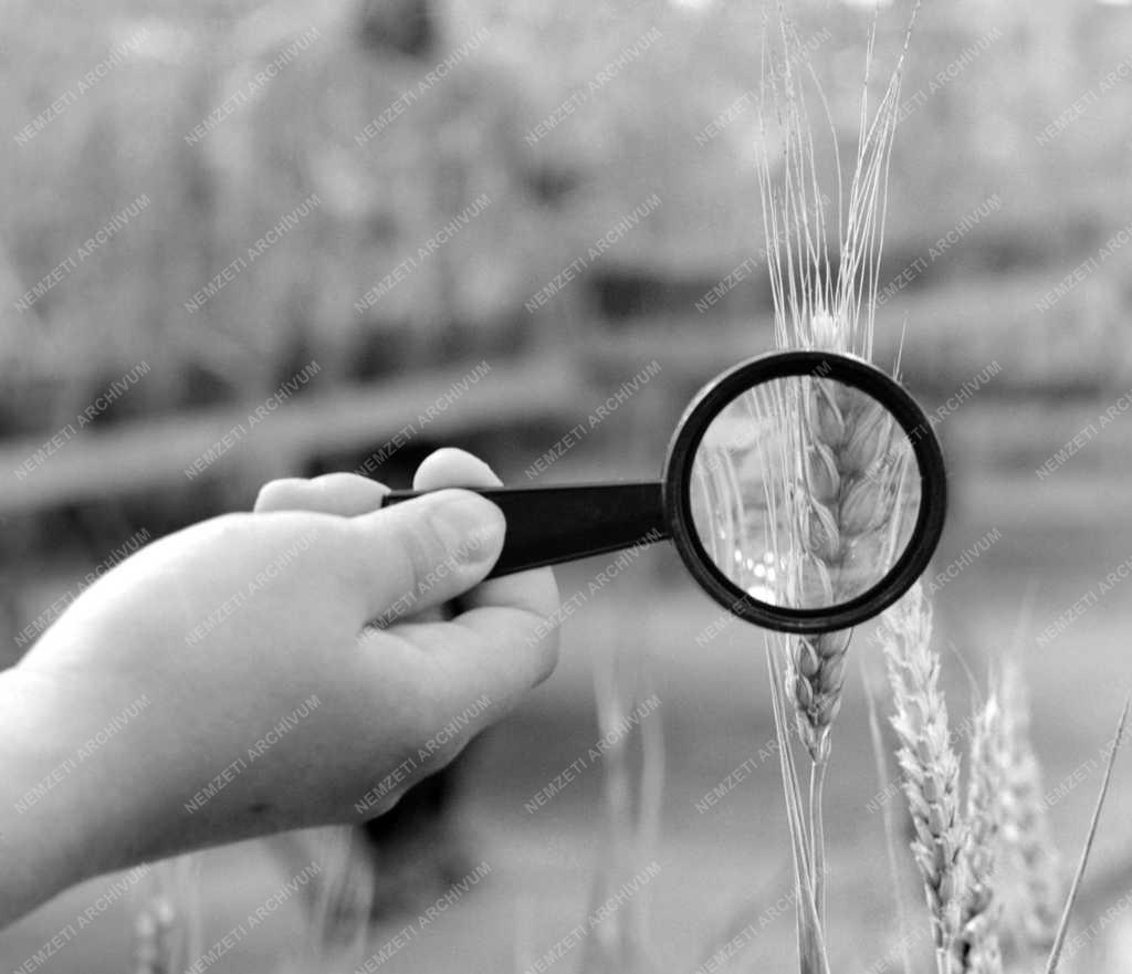 Növénytermesztés - A szegedi Gabonatermesztési Kutató Intézet