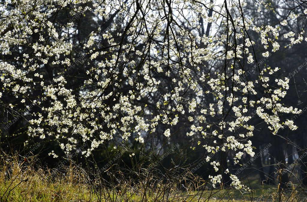 Természet - Budapest - Népliget