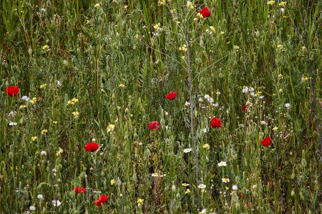 Természet - Budapest - Mezei virágok Kőbányán