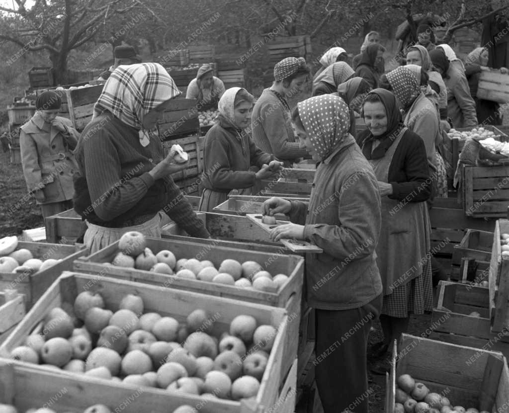 Mezőgazdaság - Almaszüret Felsőtárkányon