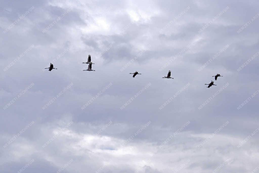 Természet - Nádudvar - Darvak vonulása