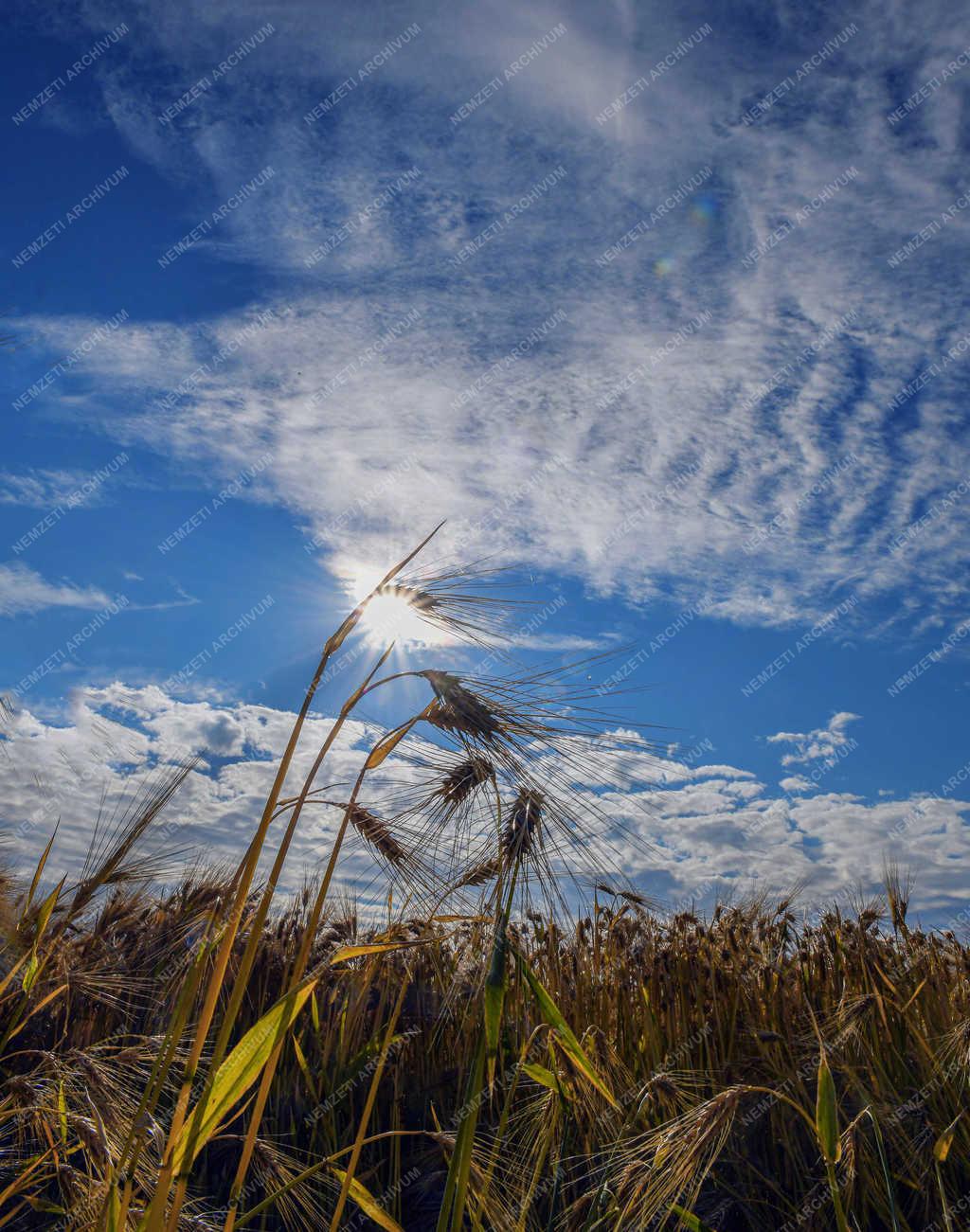 Mezőgazdaság - Debrecen - Beérett az őszi árpa