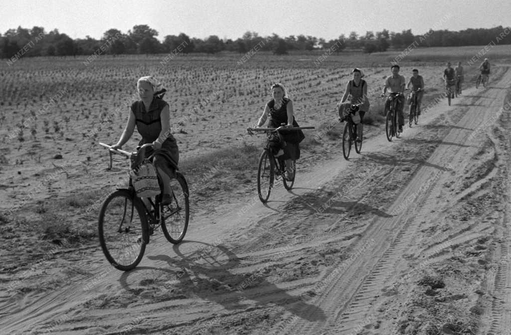 Mezőgazdaság - Inárcsi Március 21. Termelőszövetkezet